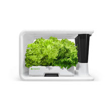 Load image into Gallery viewer, AS9007 Green lettuce (8 Capsules)