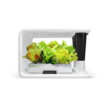 Load image into Gallery viewer, AS9011 Mixed Lettuce (8 Capsules)